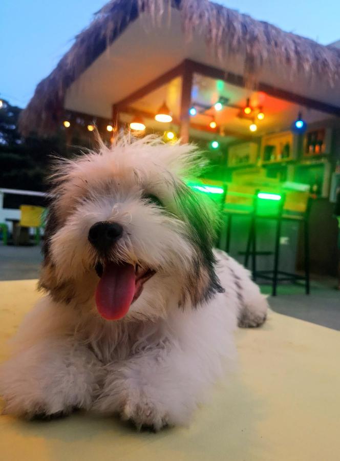 Antwet Backpacker'S Inn & Rooftop Bar Dumaguete City ภายนอก รูปภาพ